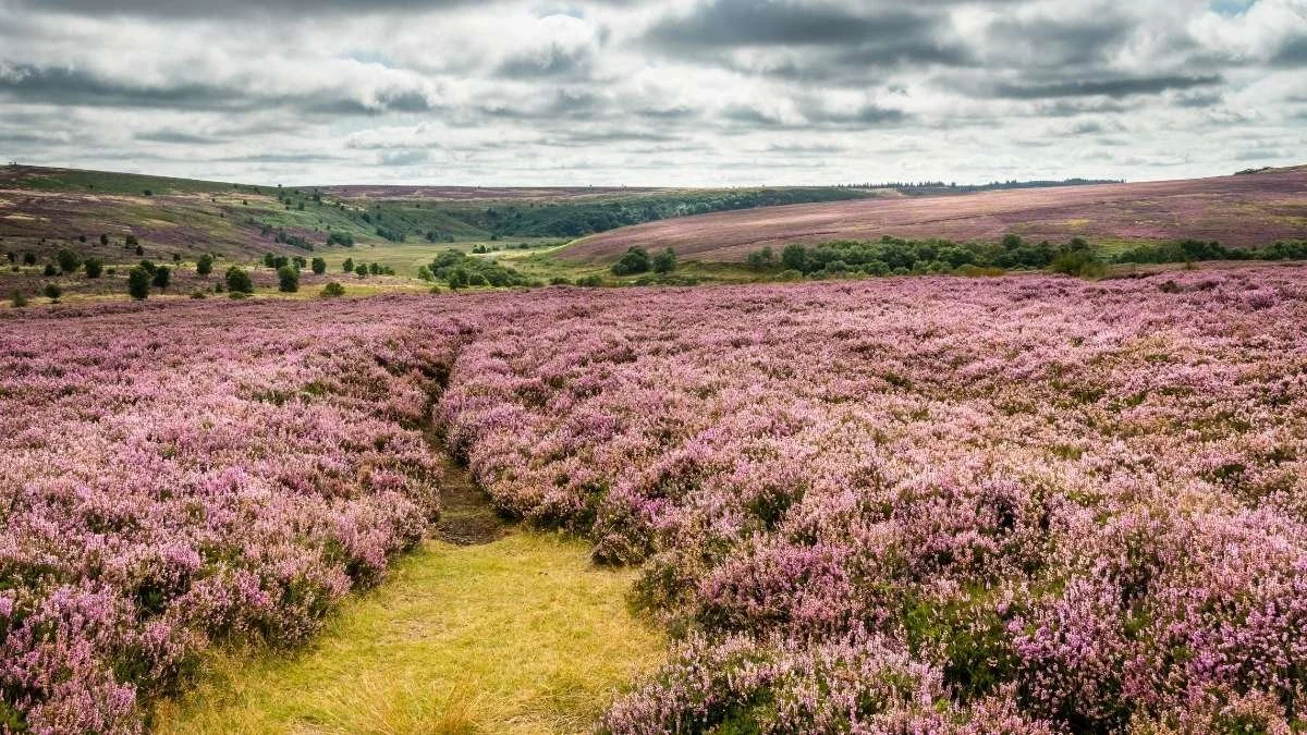 A vast field of blooming pink and purple heather plants, with a dirt path running through the middle, under a cloudy sky with rolling green hills in the background.