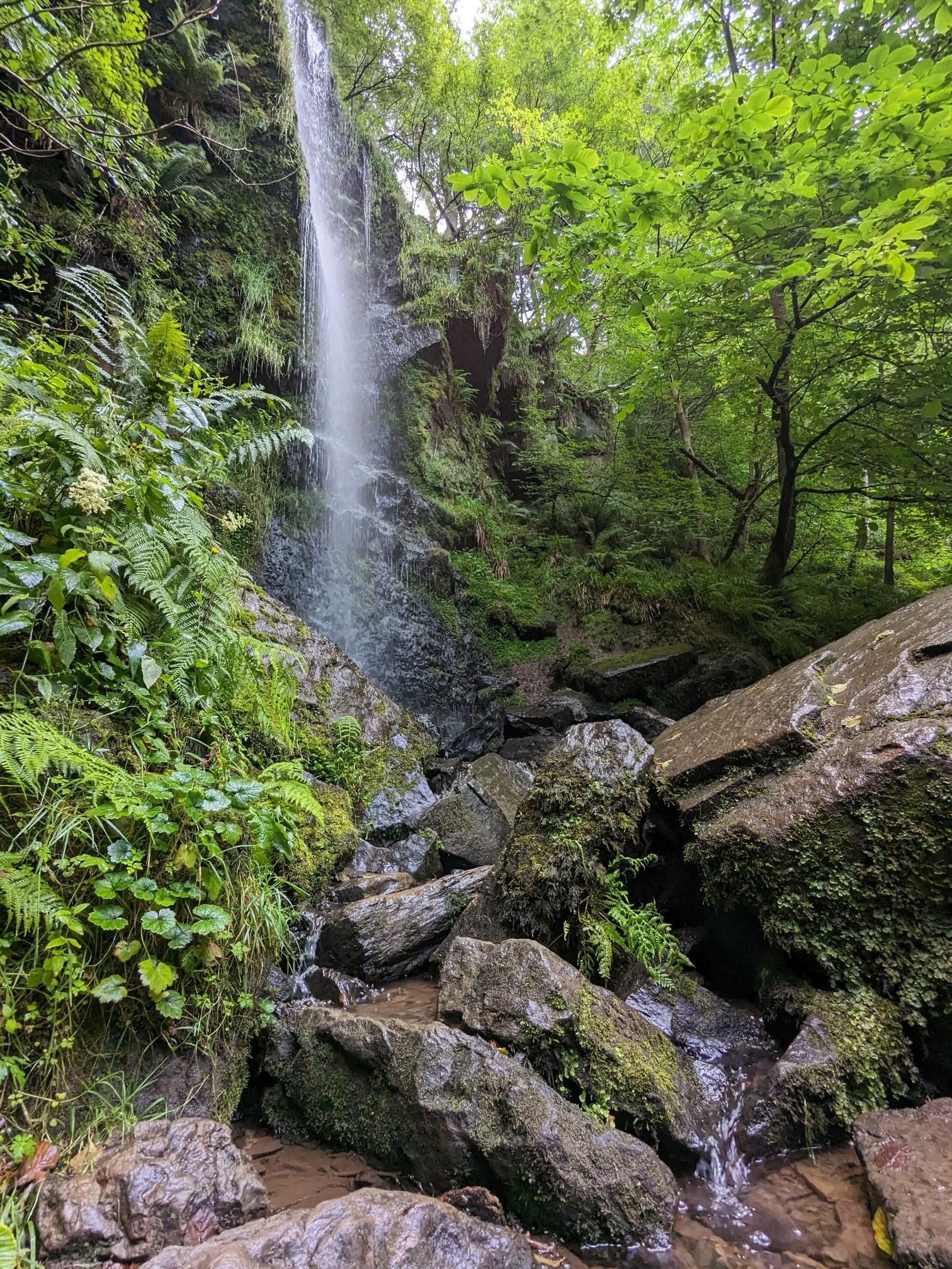 A small waterfall flowing down moss-covered rocks surrounded by lush green foliage in a dense forest.