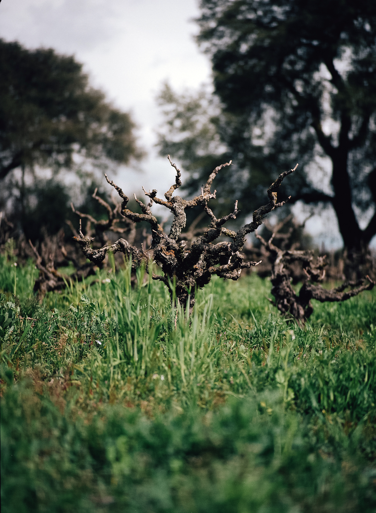 Stampede Vineyard, a head-trained vineyard planted in the 1920s, covered in overcrop as historic vines continue to produce fruit shaped by decades of farming.