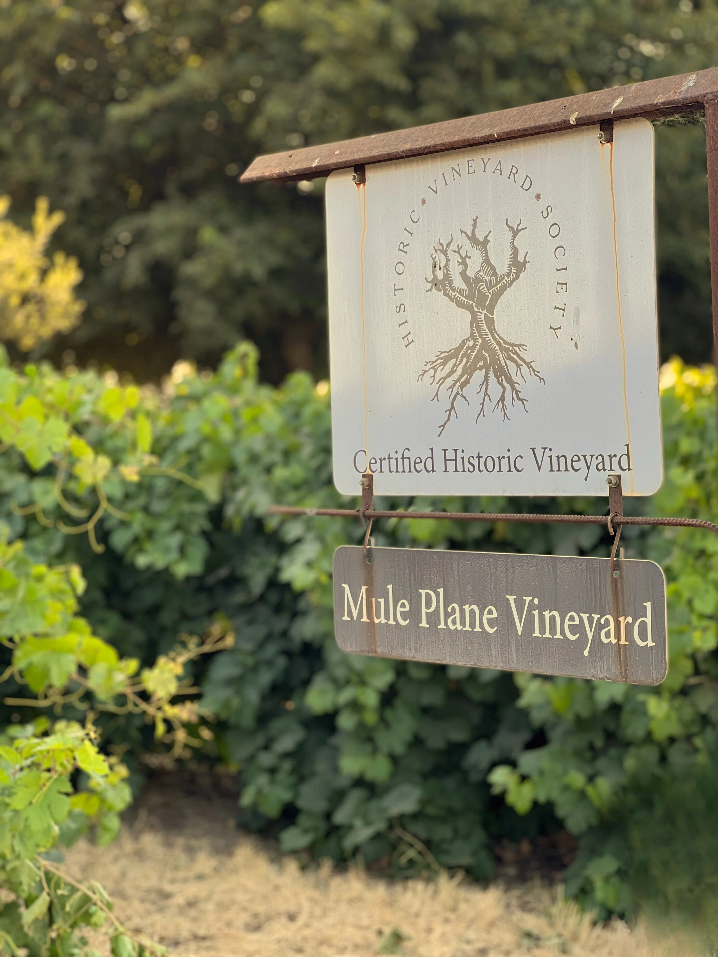 A sign marking Mule Plane Vineyard, a certified historic site where old vines and careful stewardship connect today’s wines to generations of farming before them.