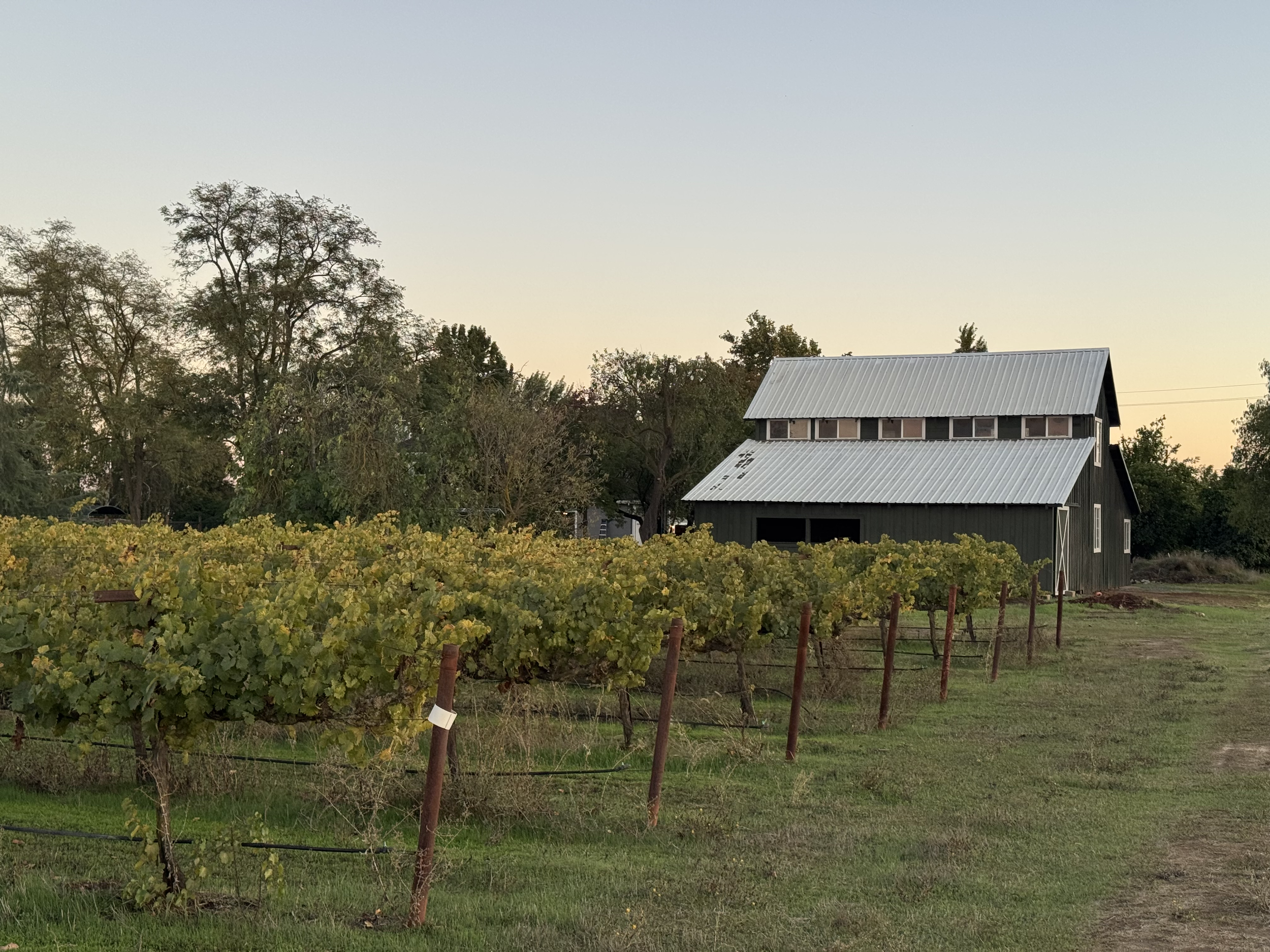 A rural scene of a vineyard with rows of grapevines and a dark gray barn with a metal roof, set against a background of trees and a pale sky.