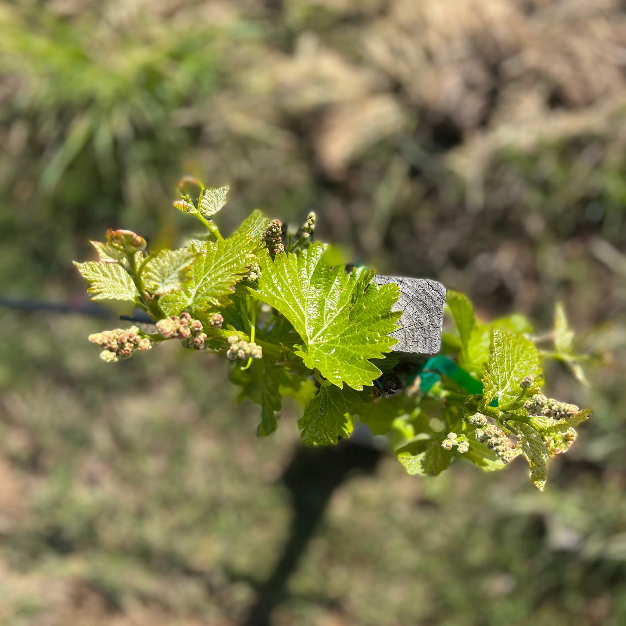 Close-up of green grapevine leaves and flower buds on a vine branch in sunlight.