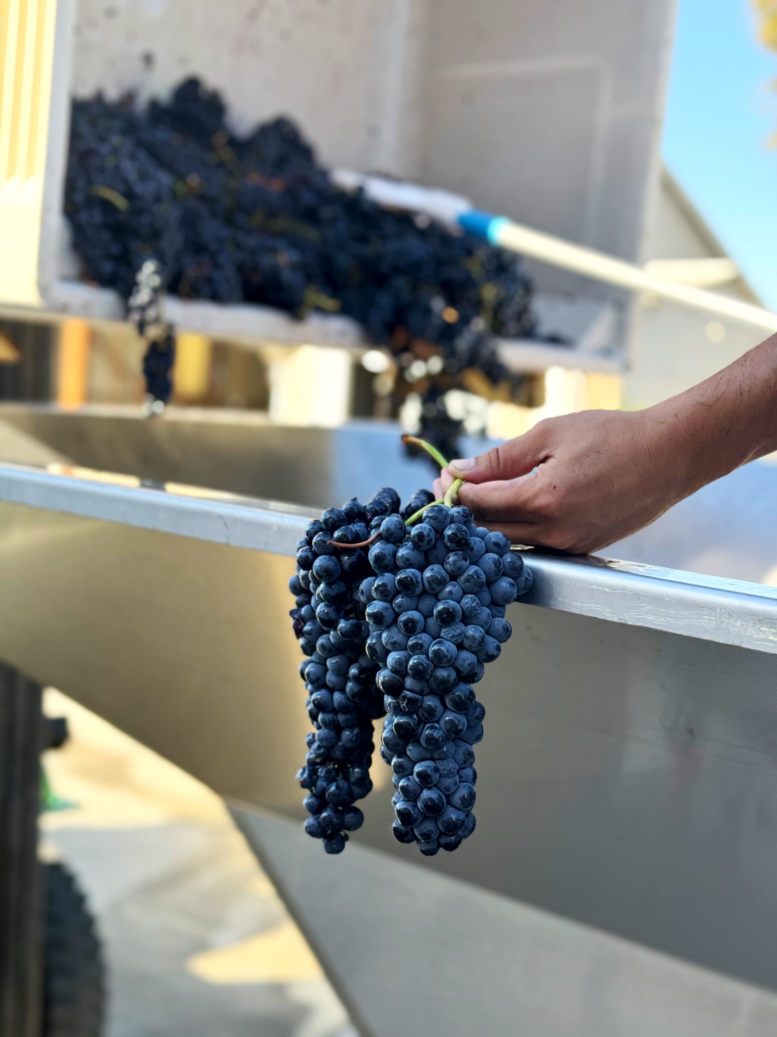 Close-up of a bunch of freshly harvested dark grapes hanging over the edge of a metal container, with a person's hand holding the grapes. In the background, there is a large container filled with more grapes and a harvesting tool resting on top.