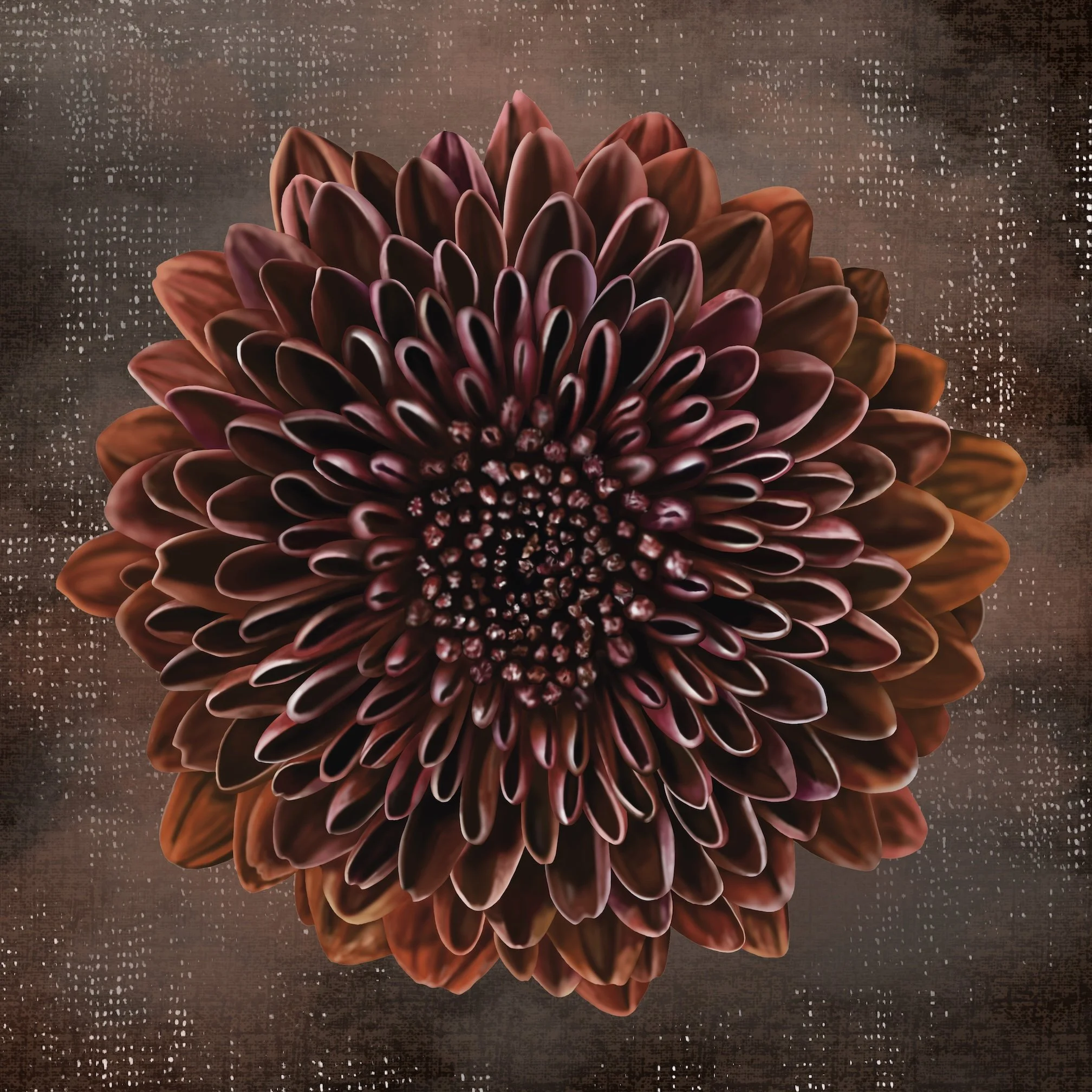Brown Chrysanthemum 28x28 low res.jpg