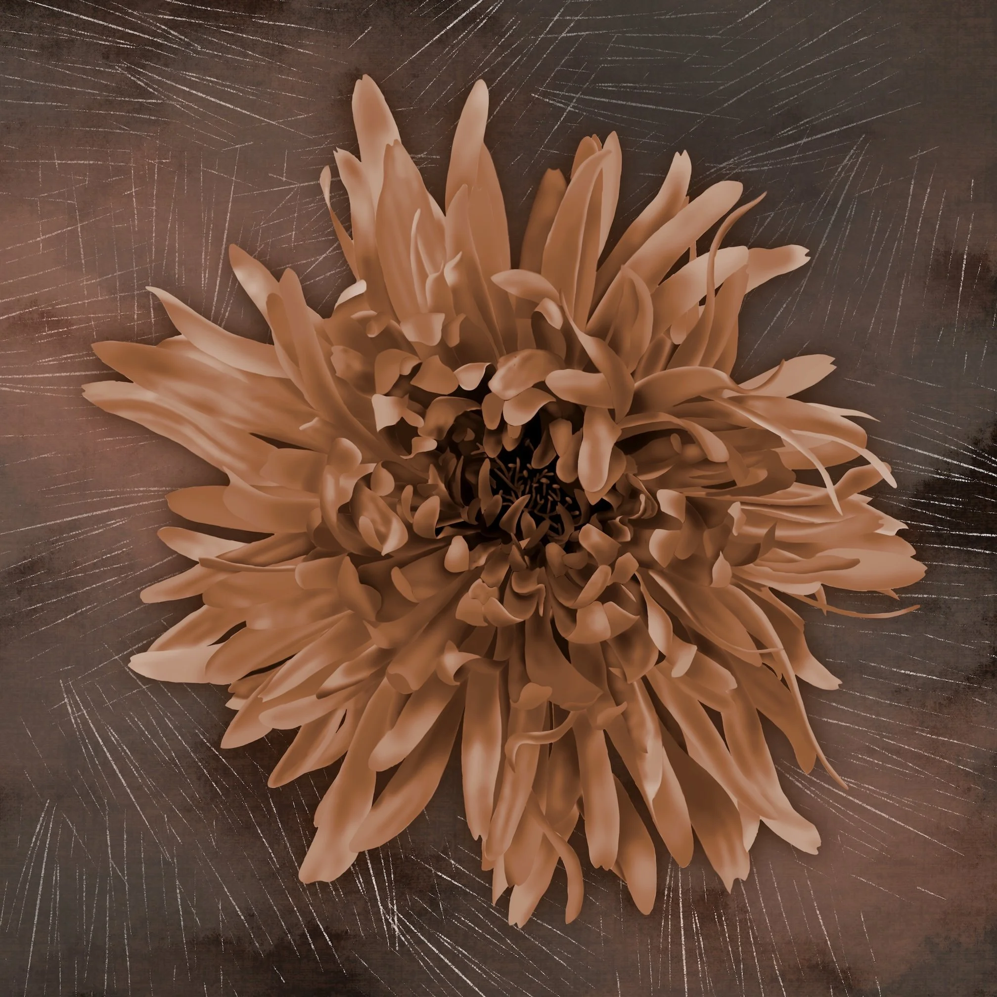 Brown Chrysanthemum2 28x28 low res.jpg