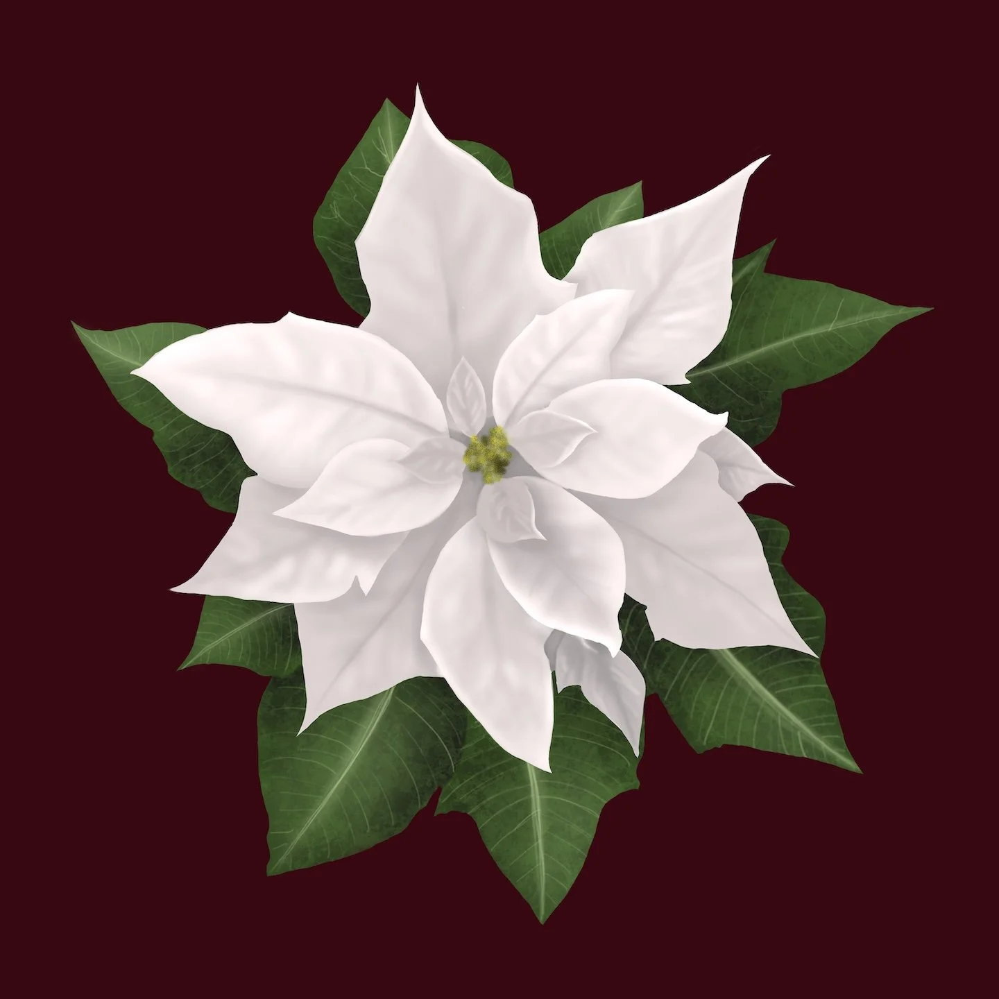 WhitePoinsettiaLowRes.jpg