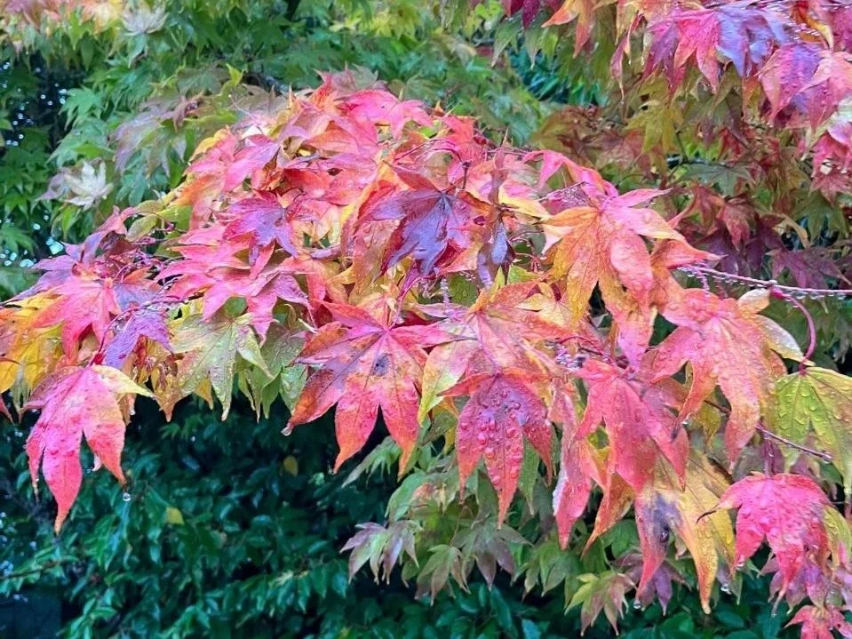 Life, a Musical of Grace and Grit