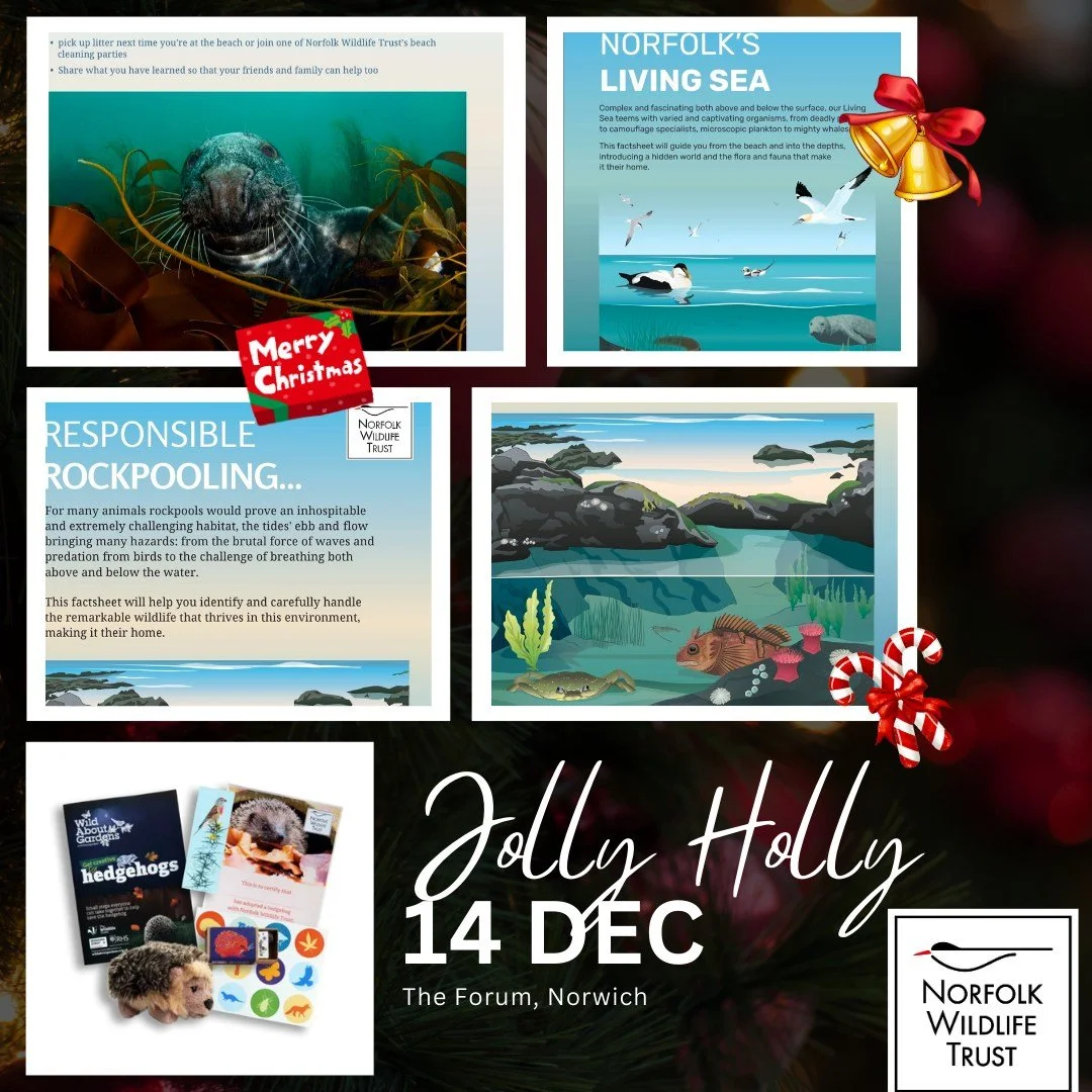🌿 Charity Spotlight: Norfolk Wildlife Trust 🌿

We&rsquo;re proud to welcome Norfolk Wildlife Trust to our Jolly Holly Workshops &amp; Fair this Sunday at The Forum, Norwich!

As one of the region&rsquo;s leading conservation charities, Norfolk Wild