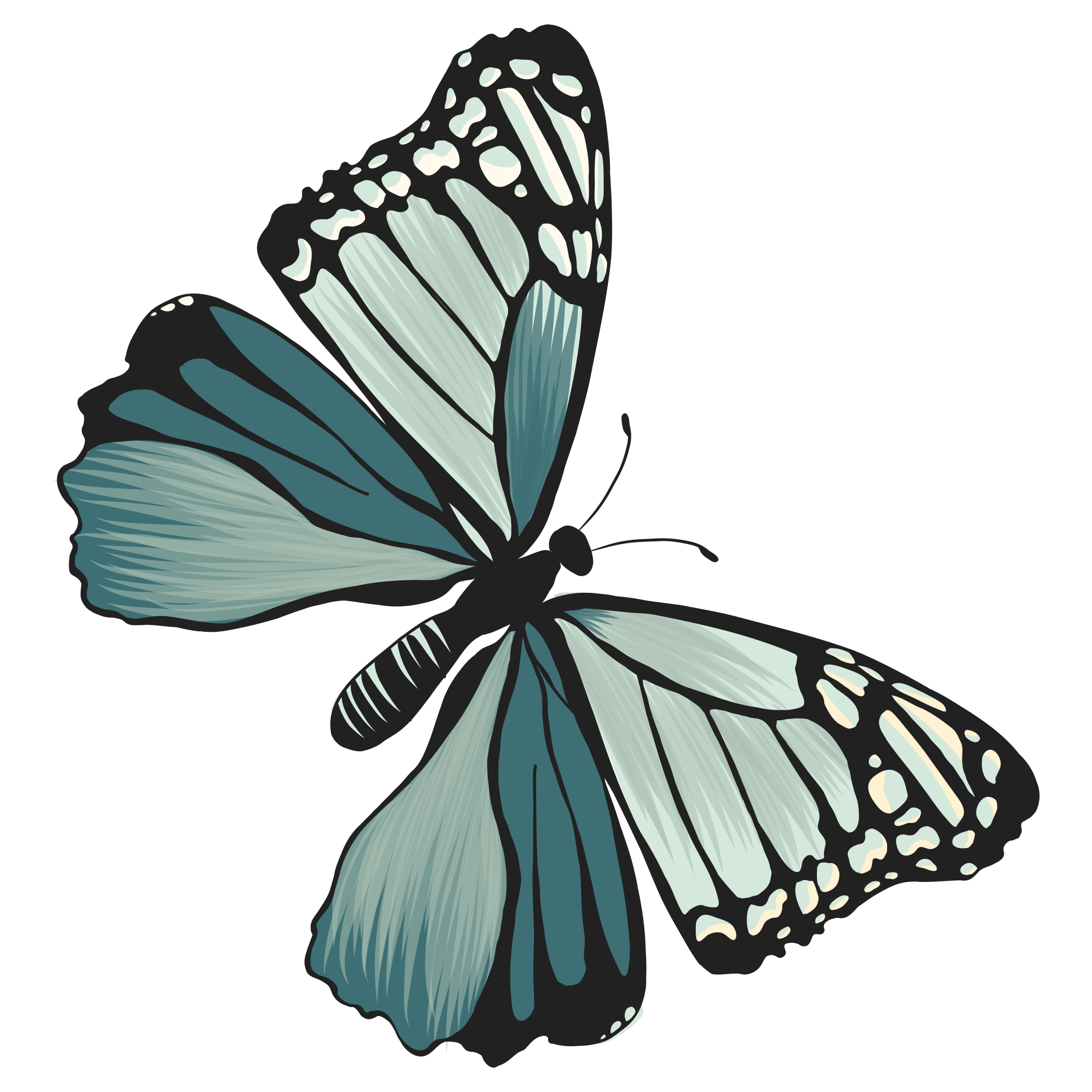 Illustration of a butterfly with pale blue, teal, and black wings
