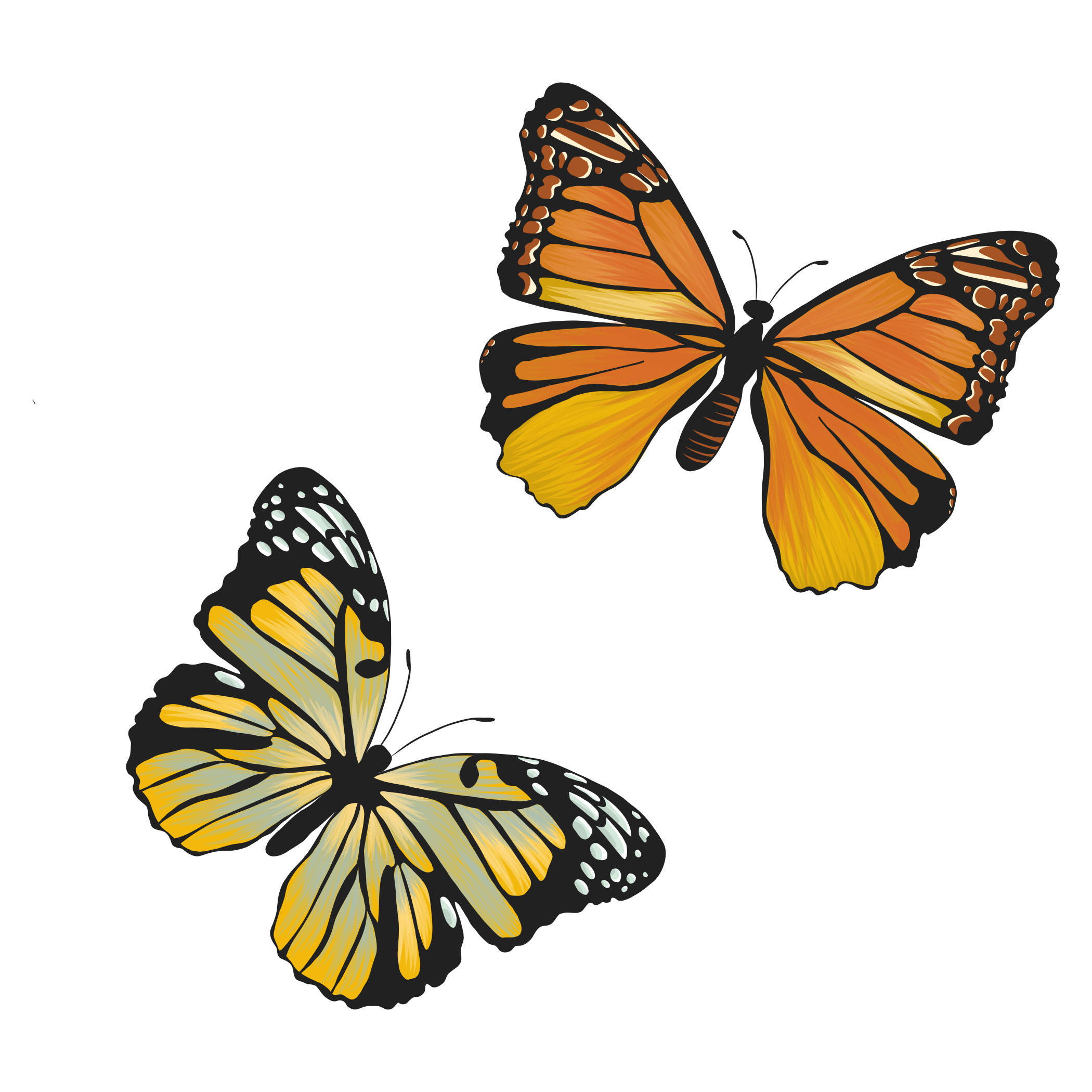 Two monarch butterflies with orange, yellow, and black wings, flying against a black background.