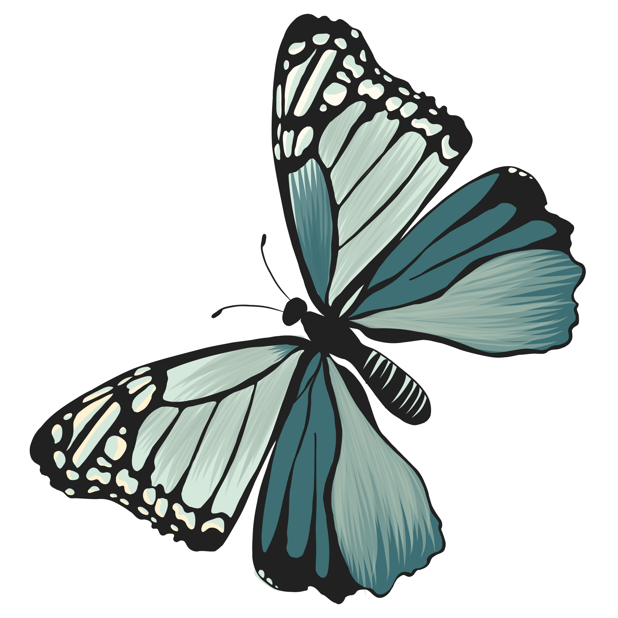 Digital illustration of a butterfly with white and dark teal wings.