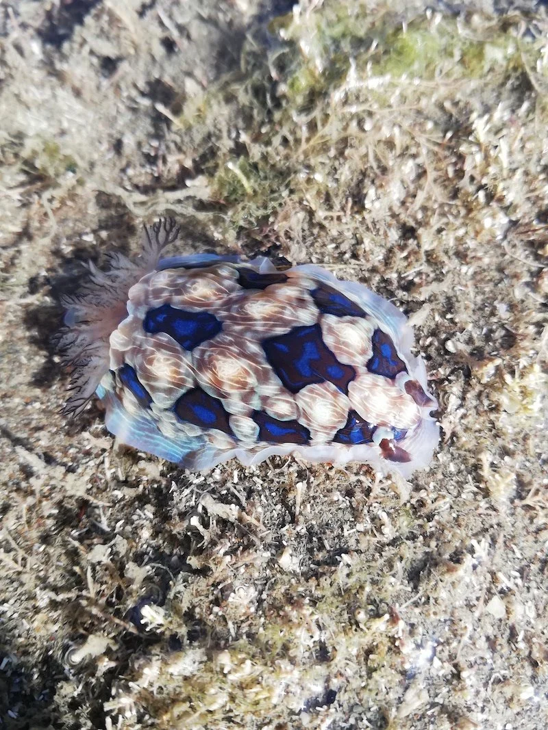 Olivia Hawkins Alien At Low Tide, Photo Comp 2020