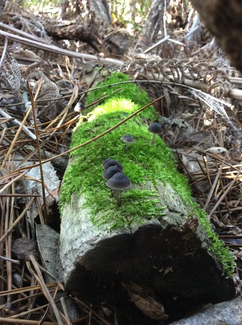 Annisha Cunningham Black Age 10 Mushrooms On A Log