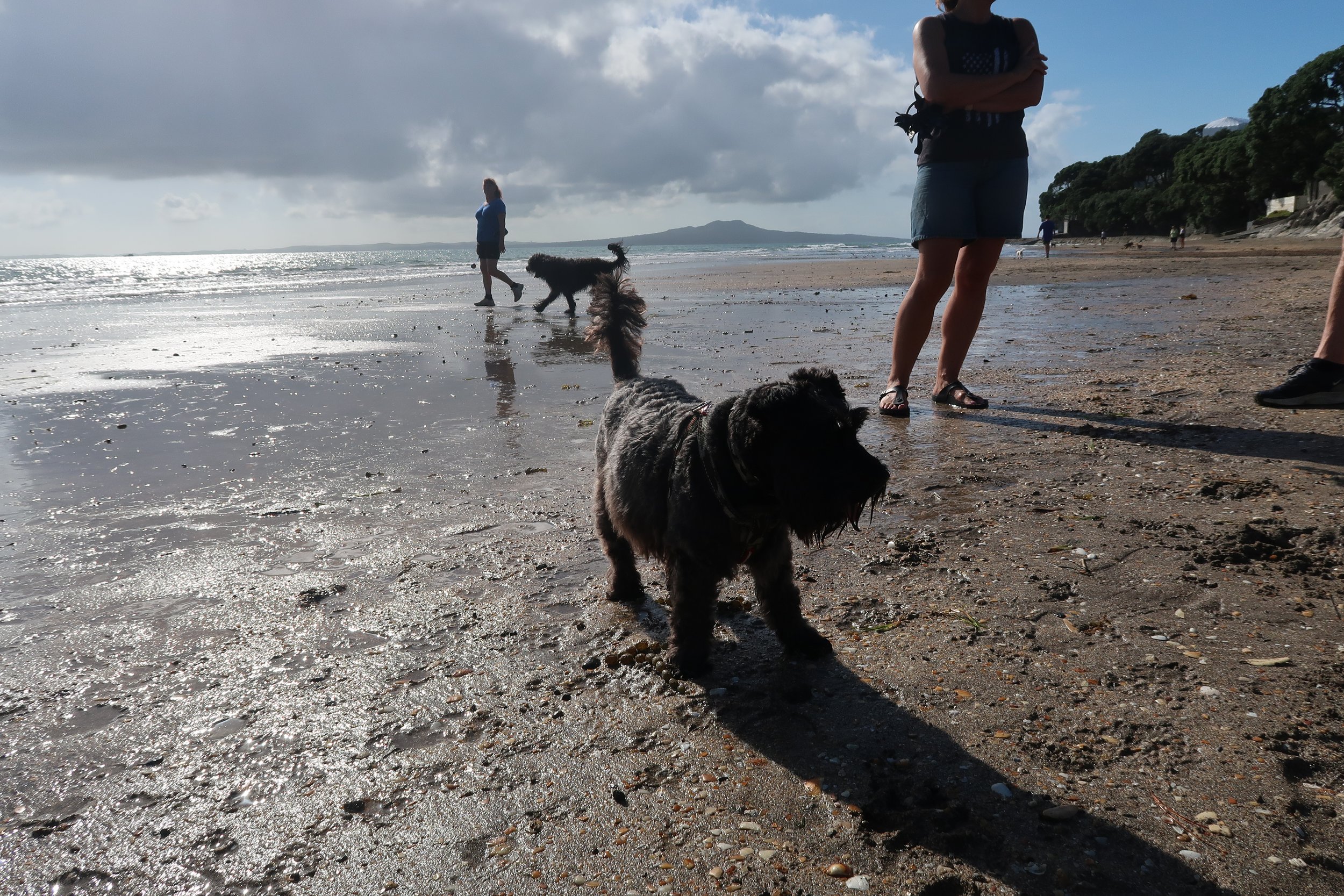 Dog walking on Mairangi Bay beach