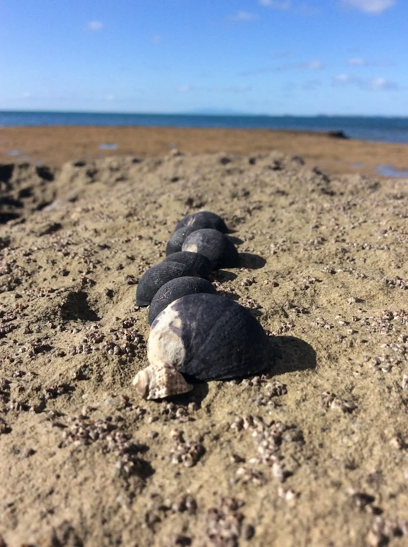 Annisha Cunningham Black Age 10 Shells