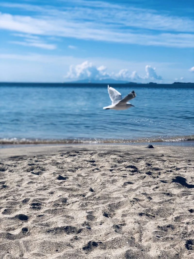 Amy Ellis In Flight Isolation Open Photo Comp 2020