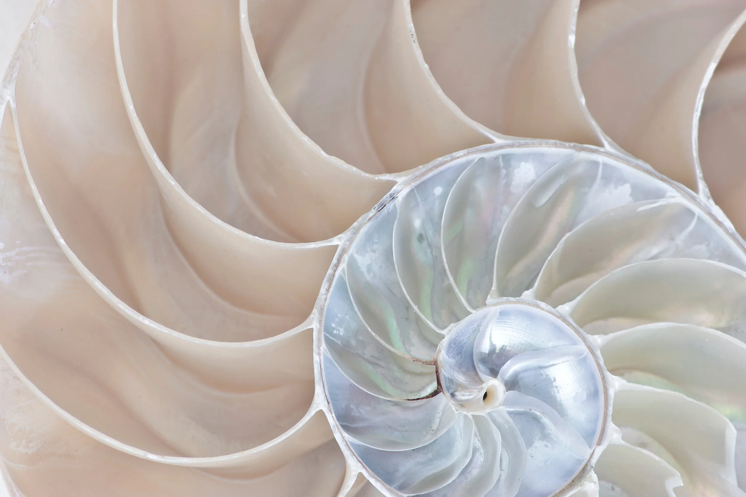 Nautilus Shell cyclical pattern expanding