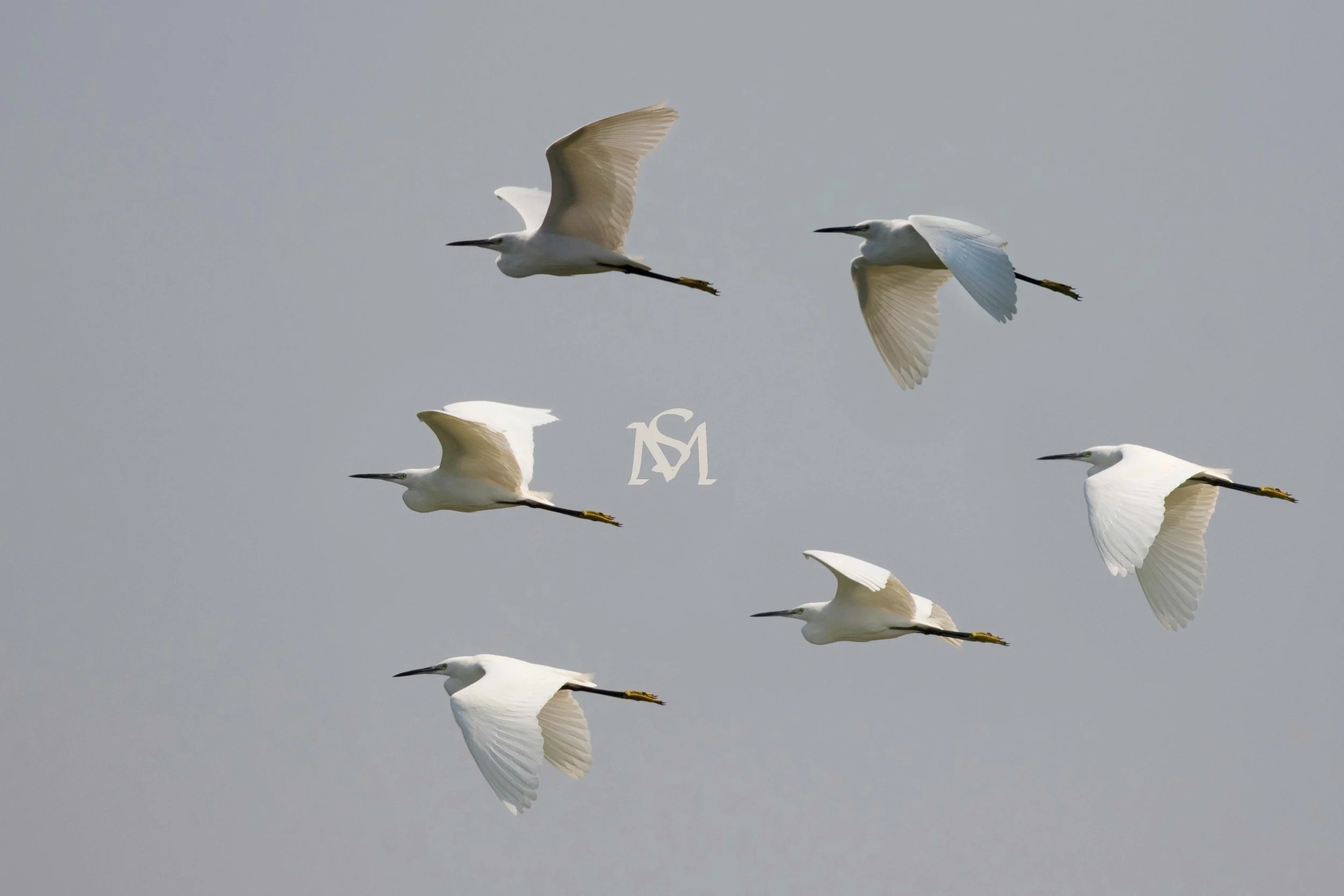 Six white herons flying in a V formation against a gray sky.