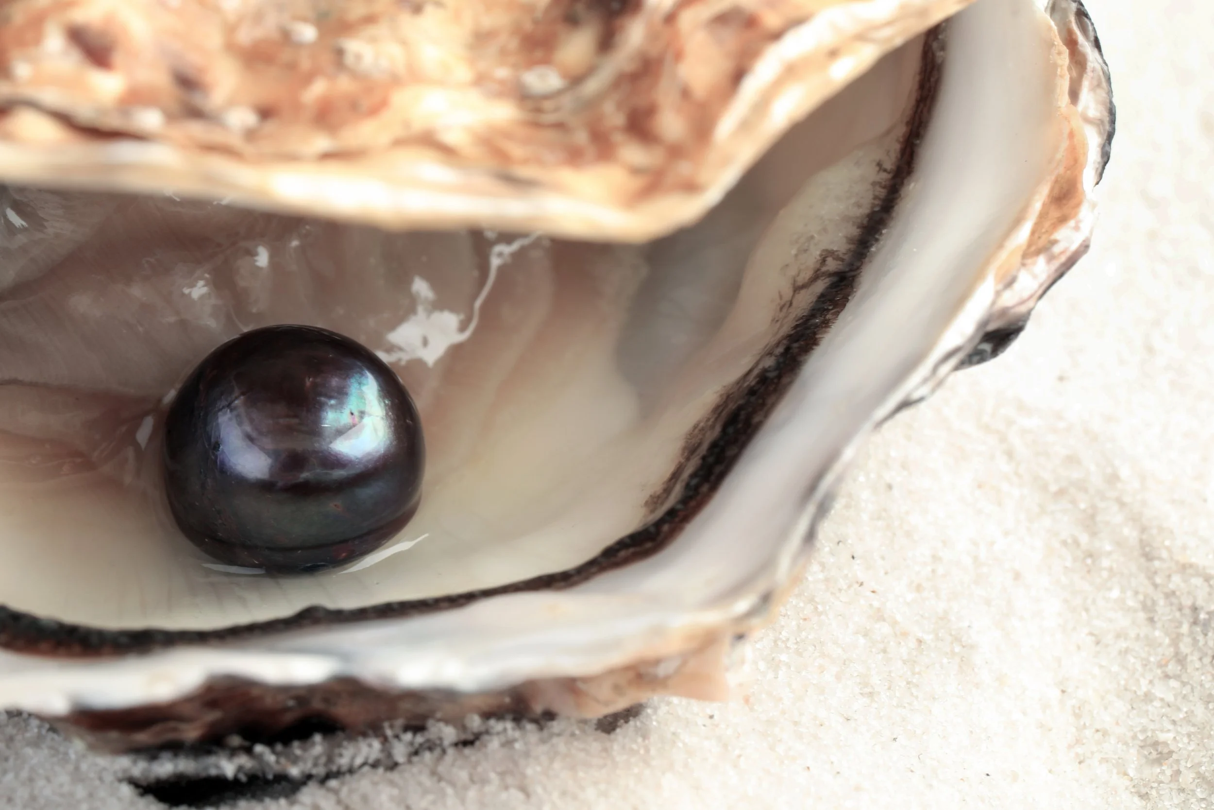 Black Pearl inside an oyster shell