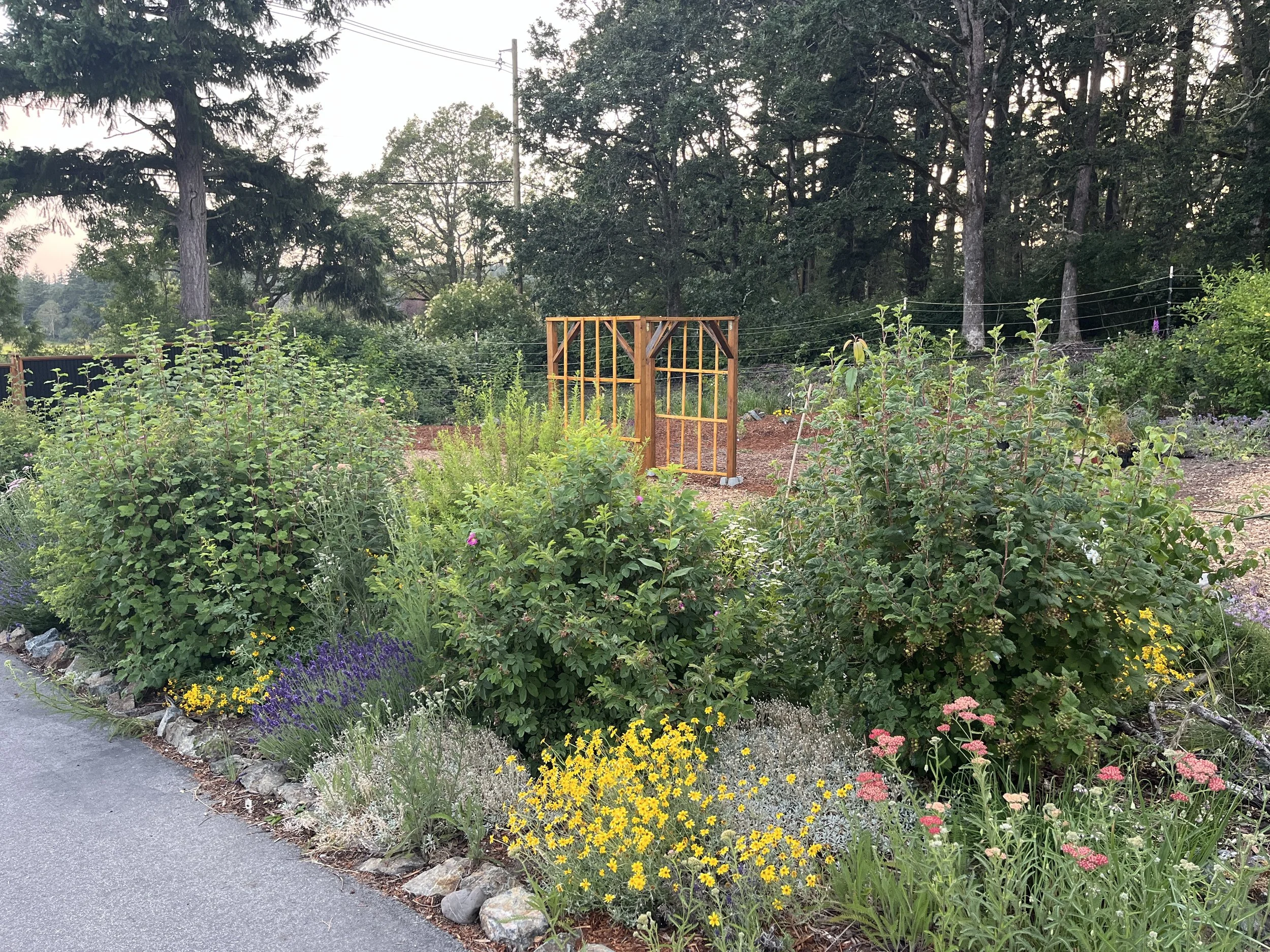 Native plant garden along a driveway