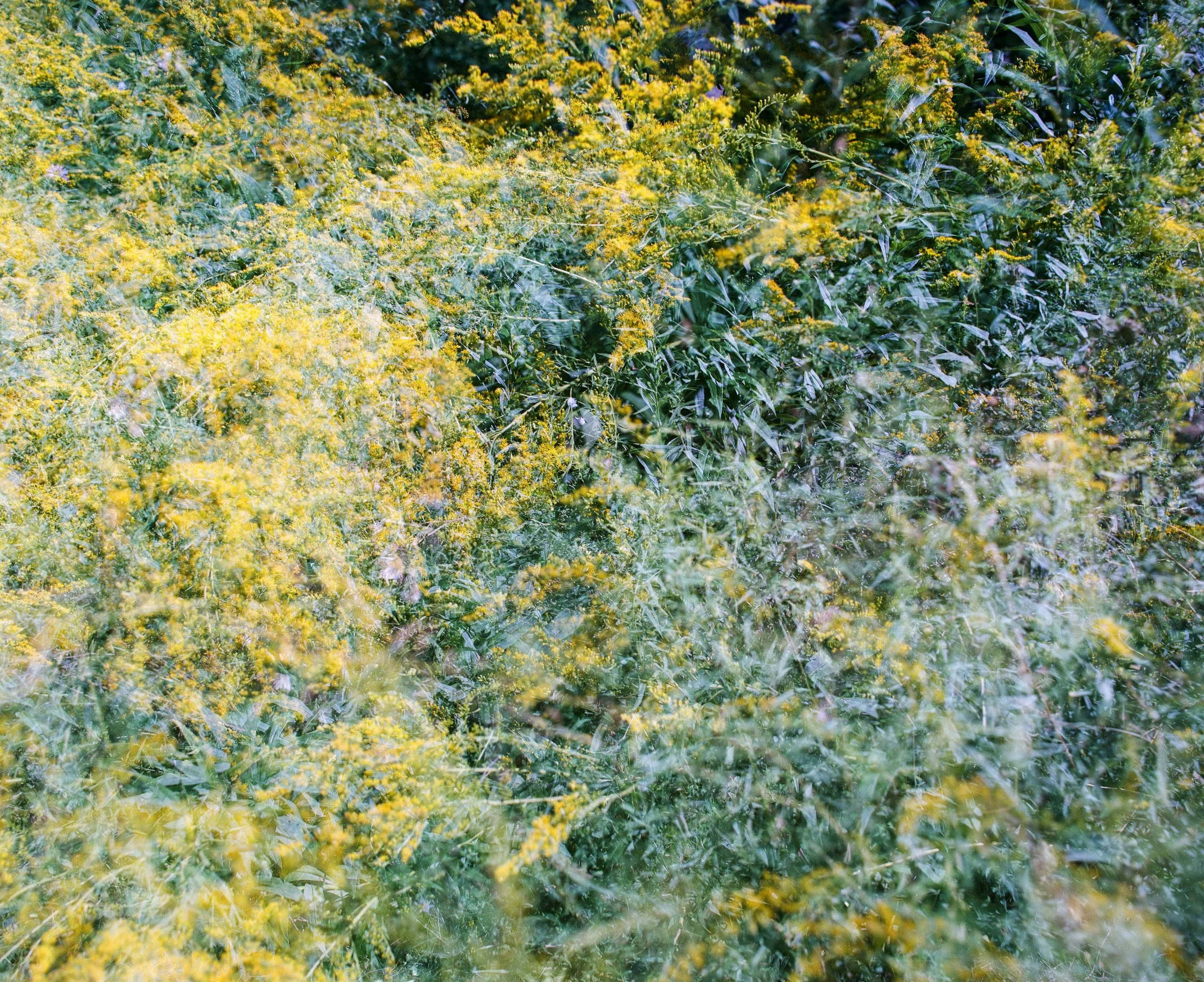 Goldenrod