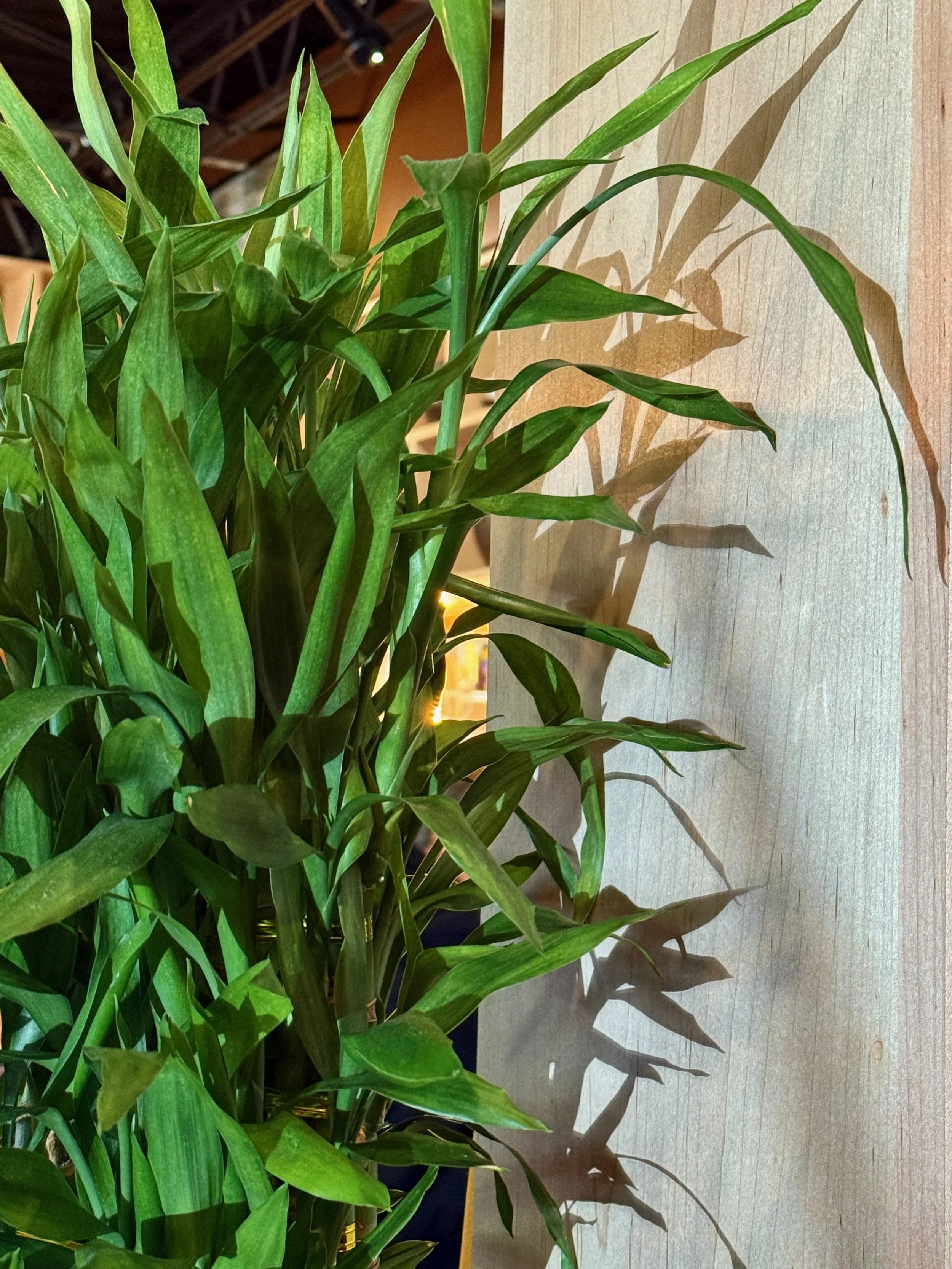 A potted bamboo plant with long, pointed leaves casting shadows on a wooden wall.