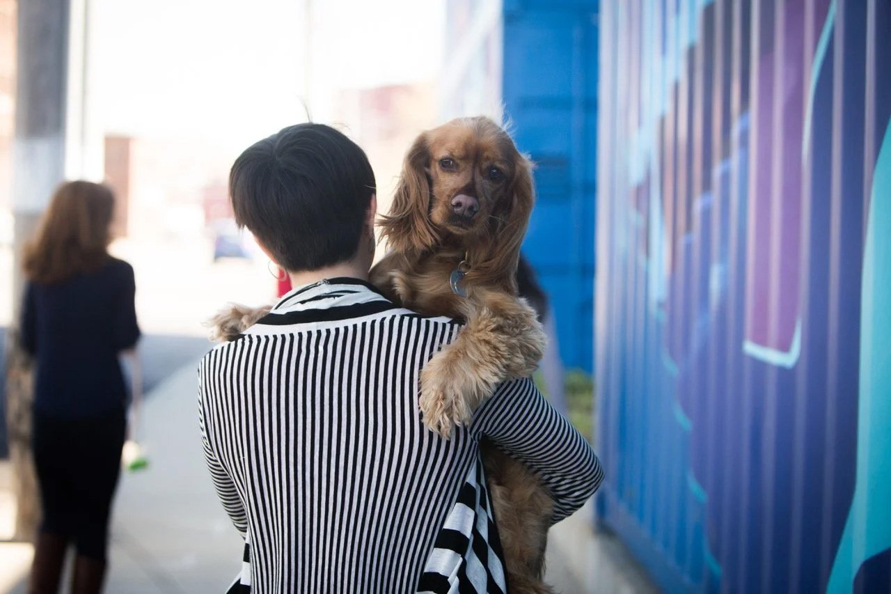 Jackson, Office Licker and Hugger, a brown dog near a colorful mural on a city sidewalk.