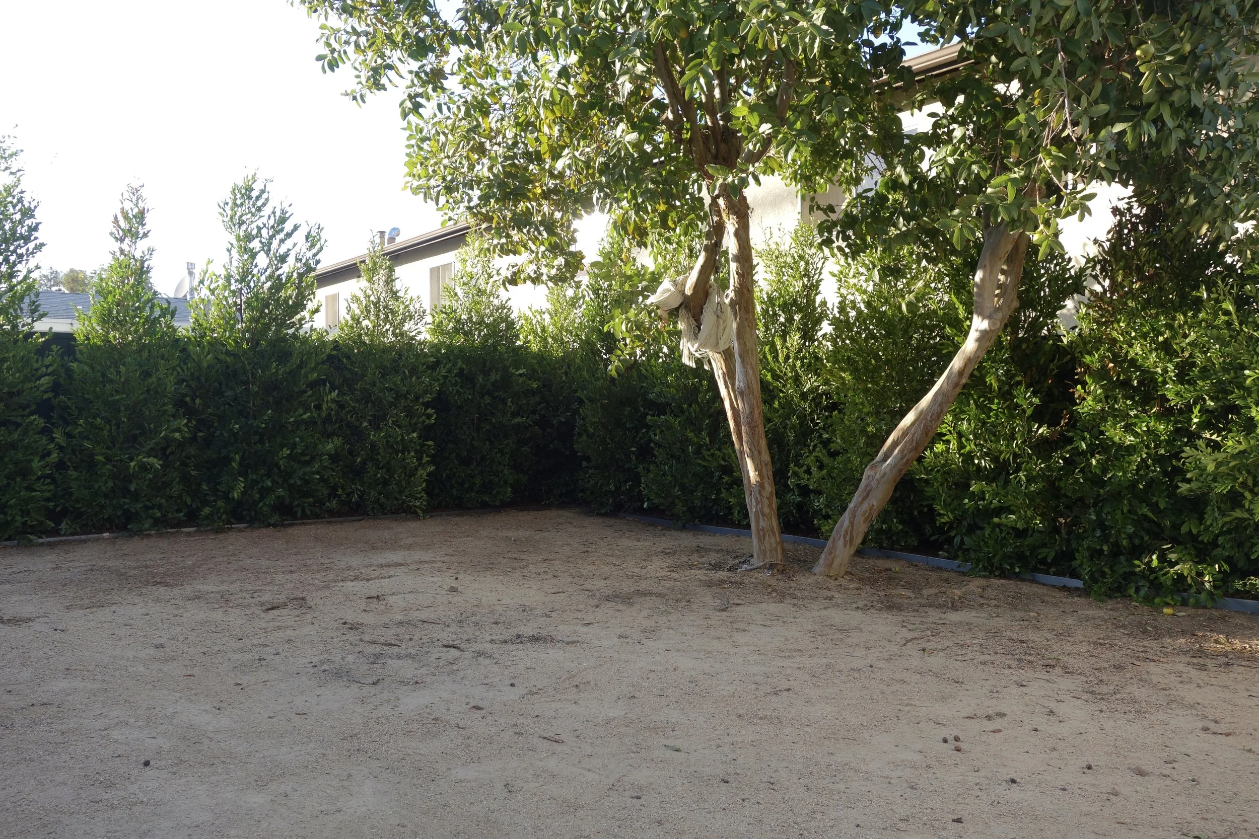 Glassel Park Hedge