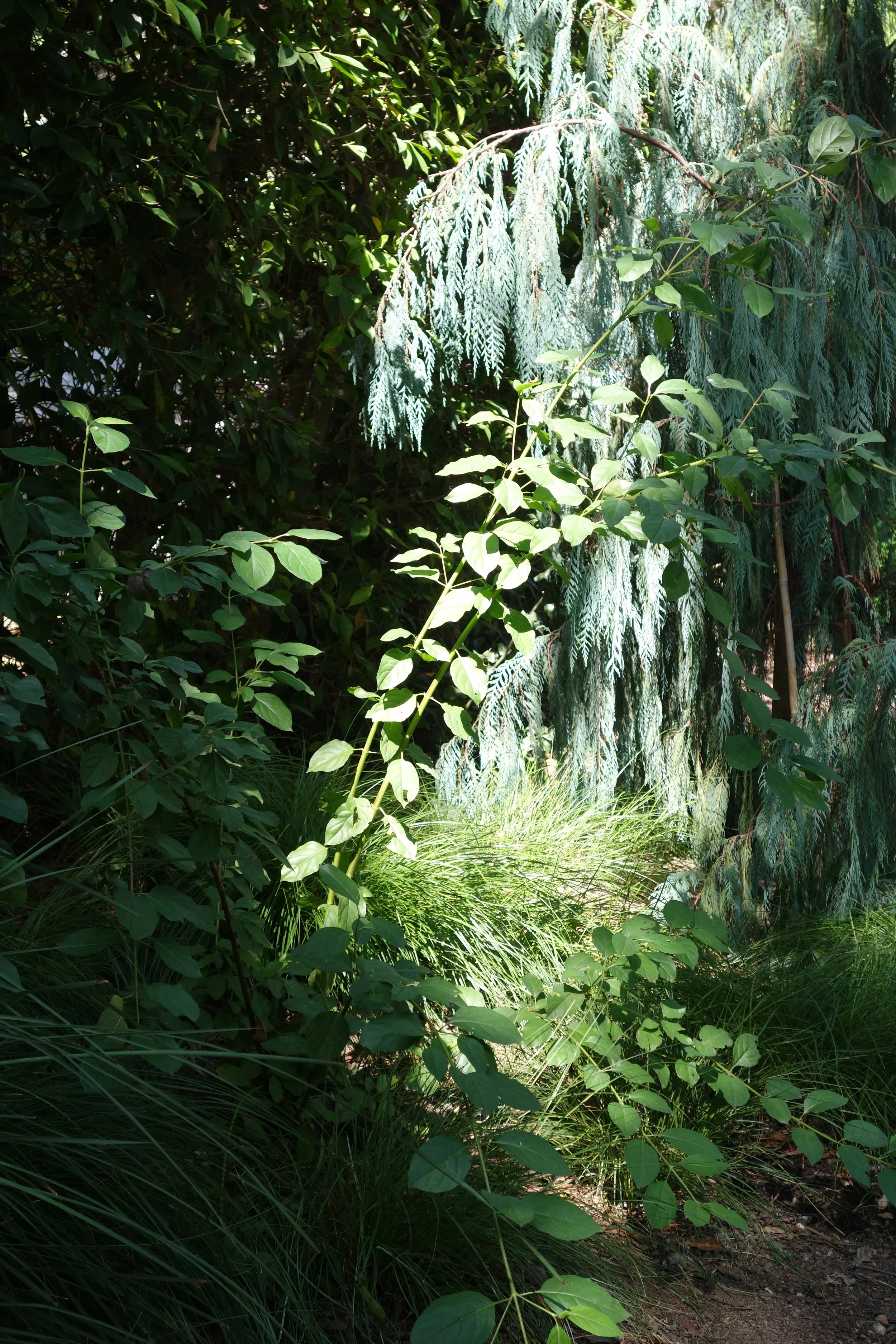DSC06865.JPG