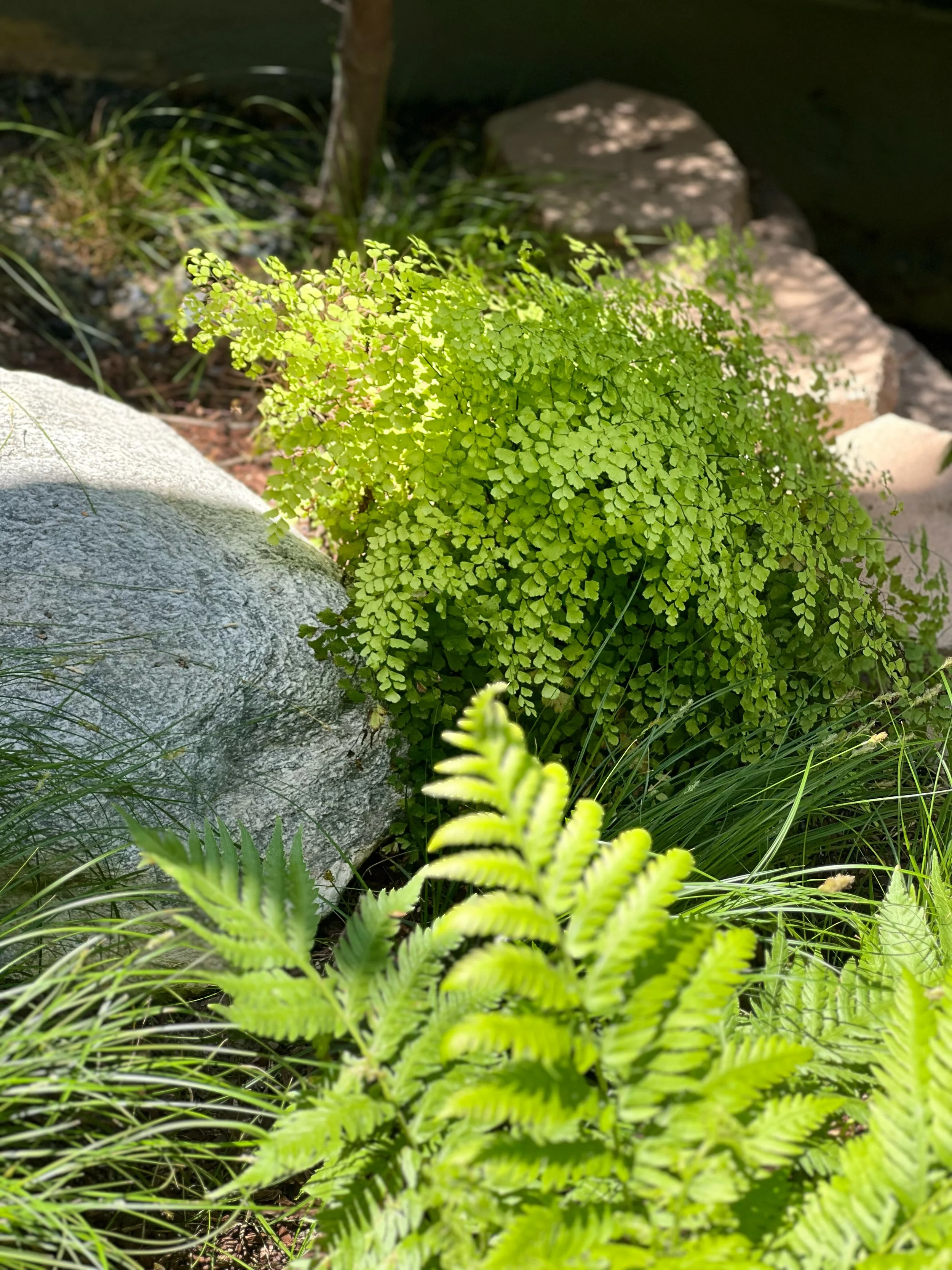 Suzanne detail 3.jpg