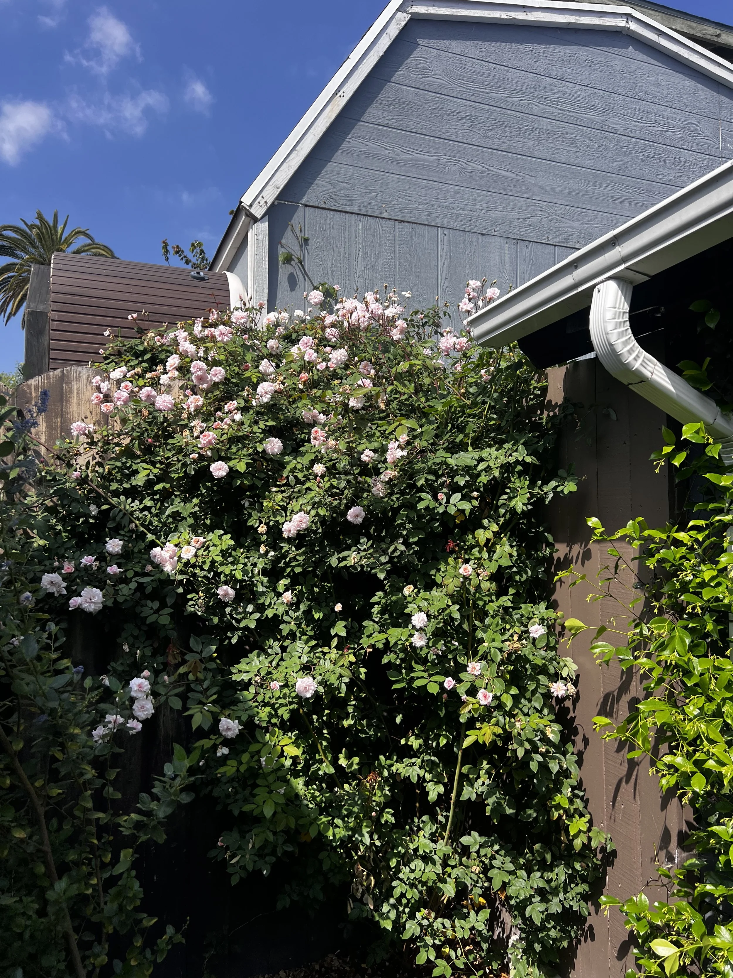 IMG_0622.jpeg