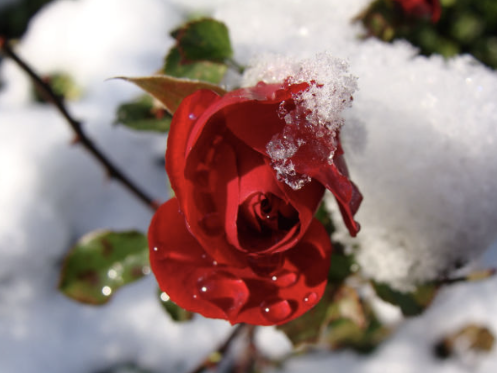 Snow on Roses