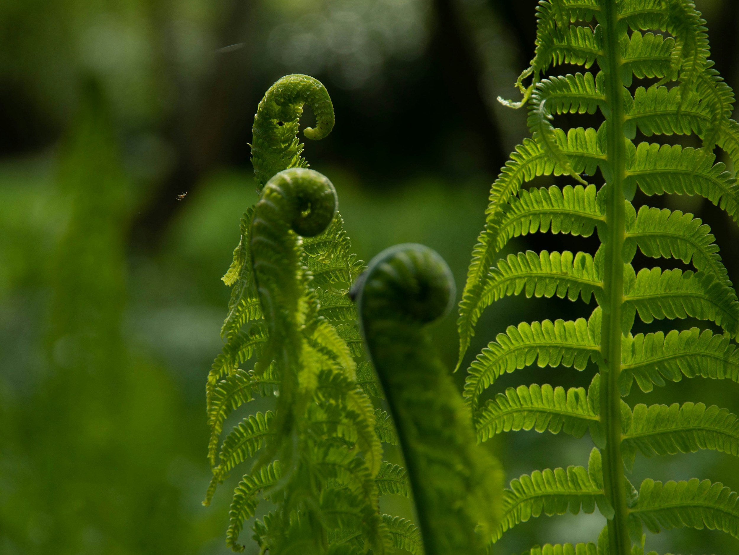 Close-up of green fern fronds with curled unfurling fern fiddleheads in natural light.