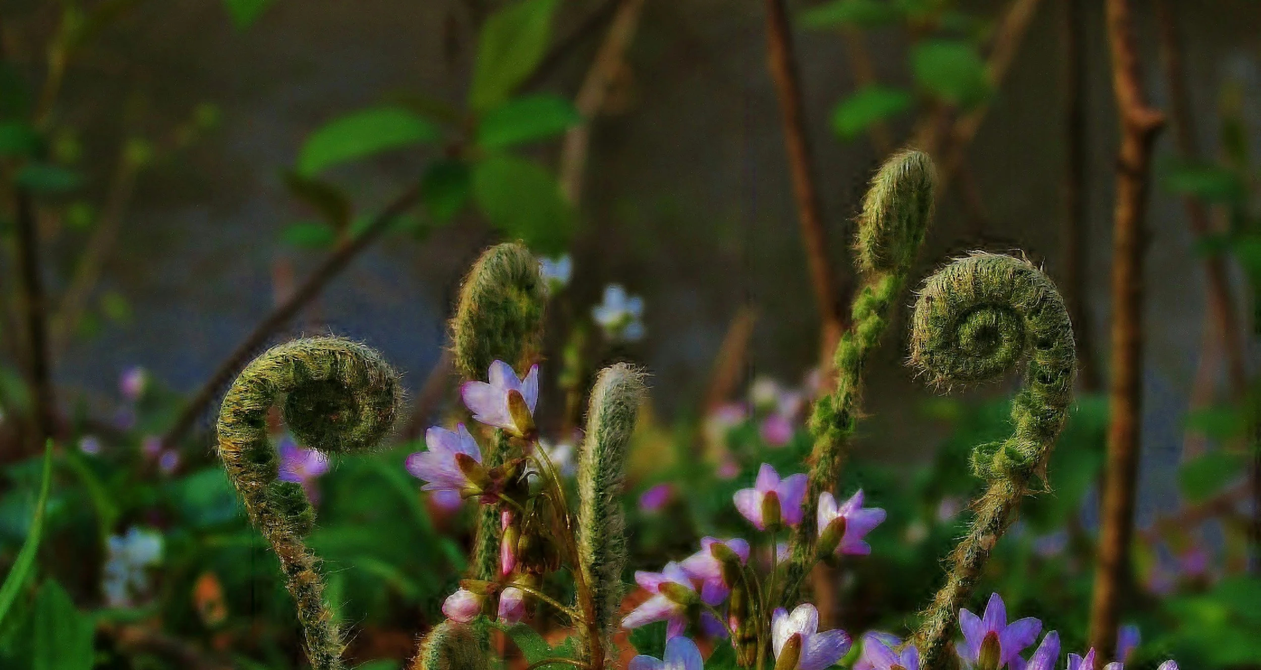 Fuzzy green fern fronds among pink and purple wildflowers
