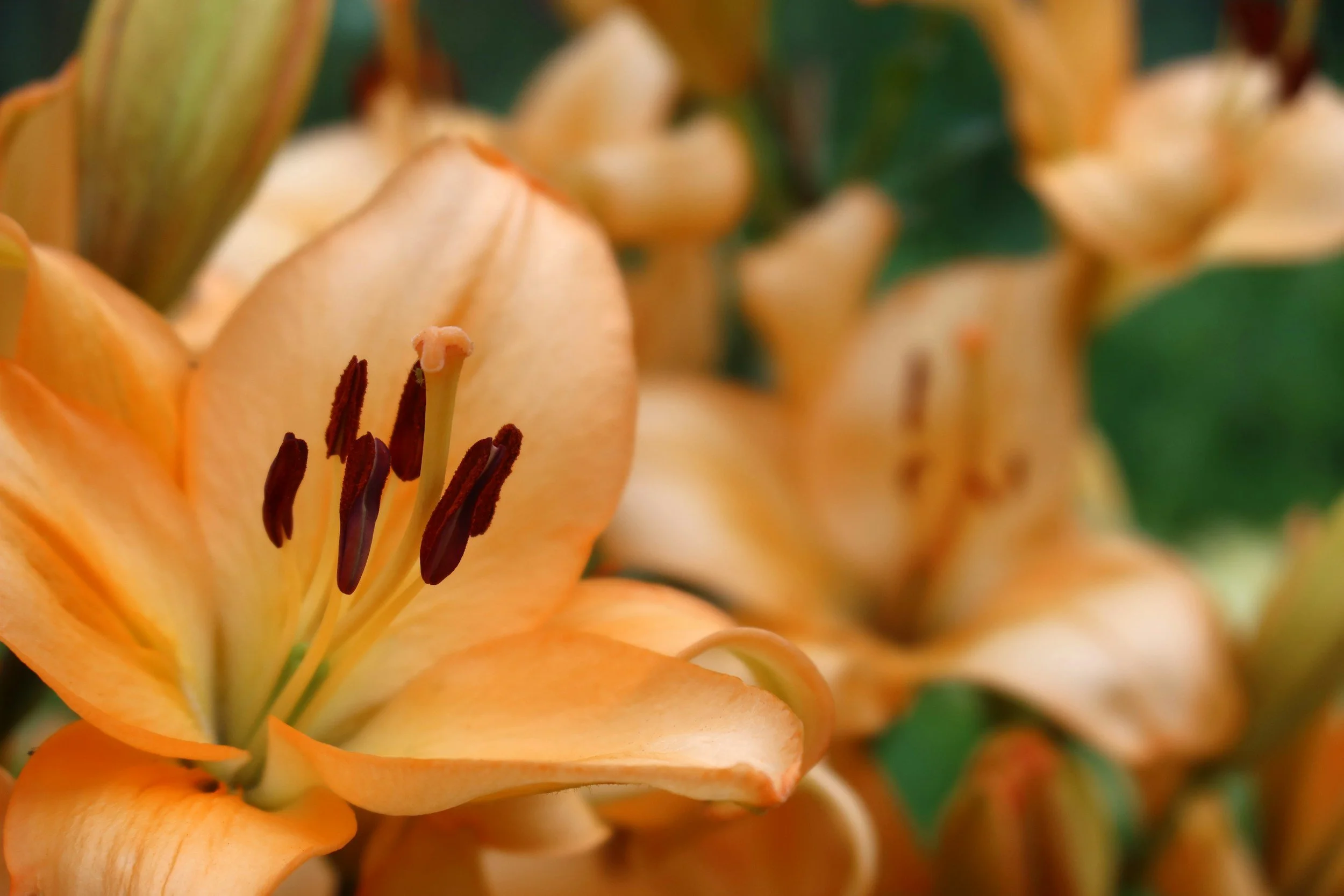 Close-up of an orange lily flower with prominent stamens and pistil, green background.