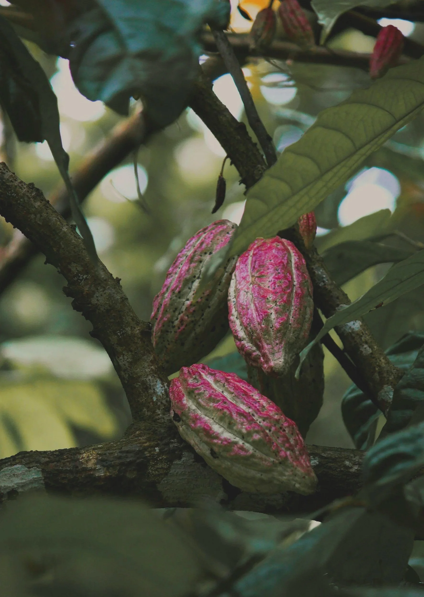Close-up of pink and green variegated leaves on a tree branch in a forest setting.