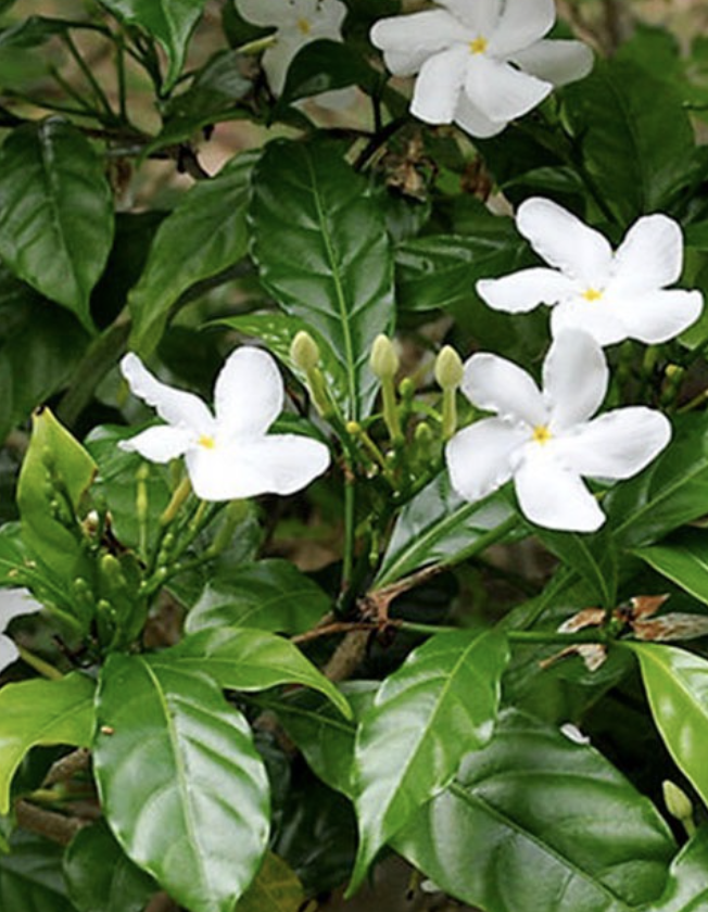 White jasmine flowers surrounded by green leaves.