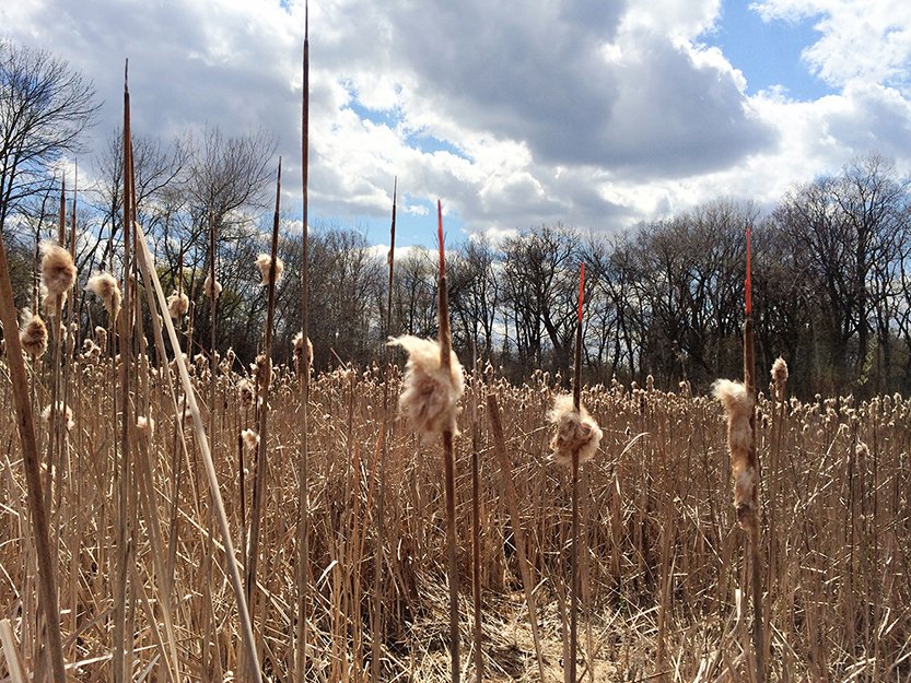  PRAIRIE VI   
 Acrylic paint on cattails  
Archival photographic pigment print on cotton rag paper  
18" X 24"  
2014 
 