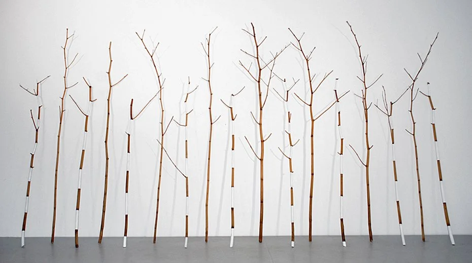  QUIET WHITE  
Japanese knotweed and gesso 
7' X 13'6" X 20", dimensions variable 
2009 
 