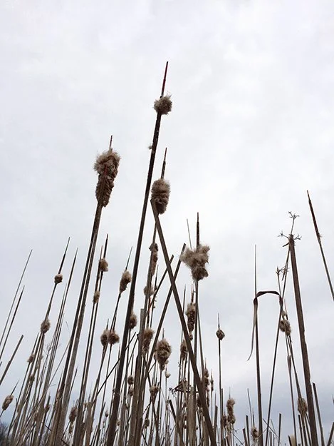  PRAIRIE XI   
 Archival photographic pigment print on cotton rag paper  
24" X 18"  
2014    
 