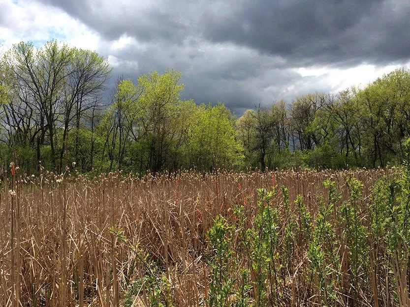  PRAIRIE IX   
 Acrylic paint on cattails  
Archival photographic pigment print on cotton rag paper  
18" X 24"  
2014  
 
