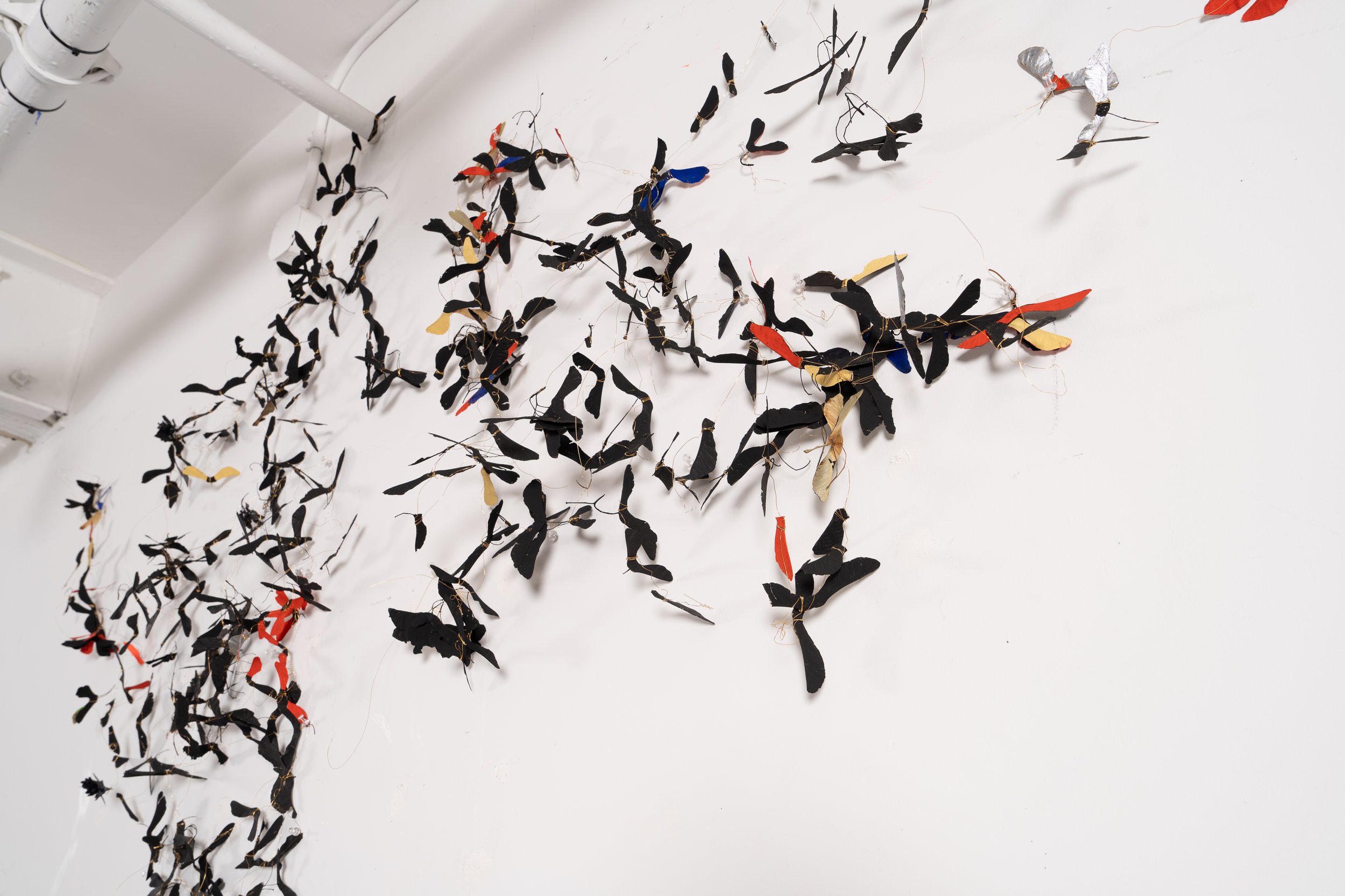  SAMARAS  detail 
  Maple seeds, Flasche paint, gold wire, gold nails
 9’ X 27’ 
2025 
 