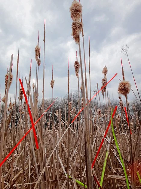  PRAIRIE IV   
 Acrylic paint on cattails  
Archival photographic pigment print on cotton rag paper  
24" X 18"  
2014   
 
