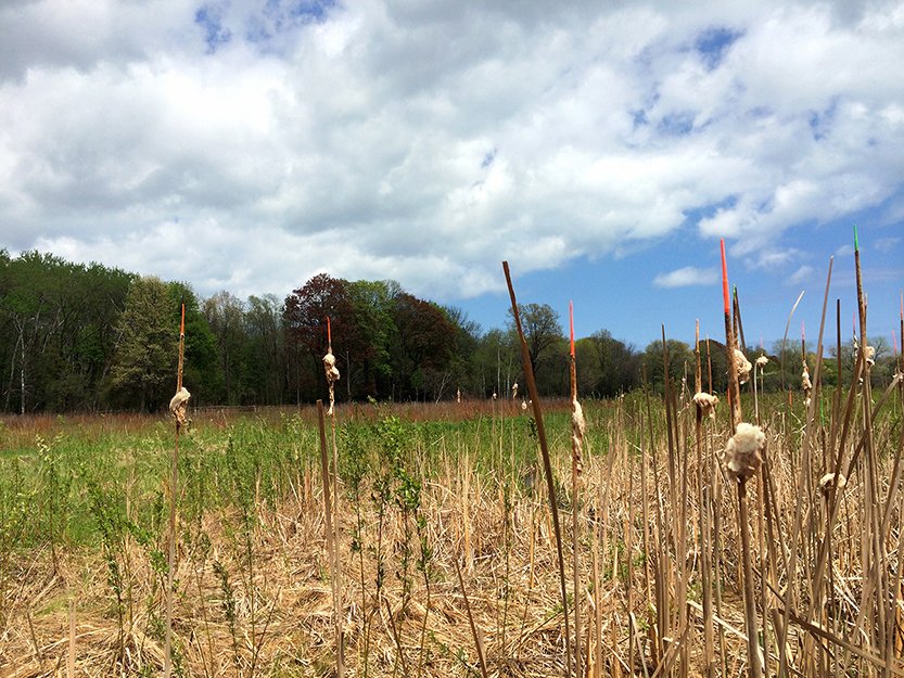  PRAIRIE X   
 Acrylic paint on cattails  
Archival photographic pigment print on cotton rag paper  
18" X 24"  
2014  
 