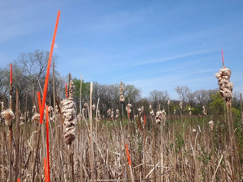 PRAIRIE V   
 Acrylic paint on cattails  
Archival photographic pigment print on cotton rag paper  
18" X 24"  
2014   
 