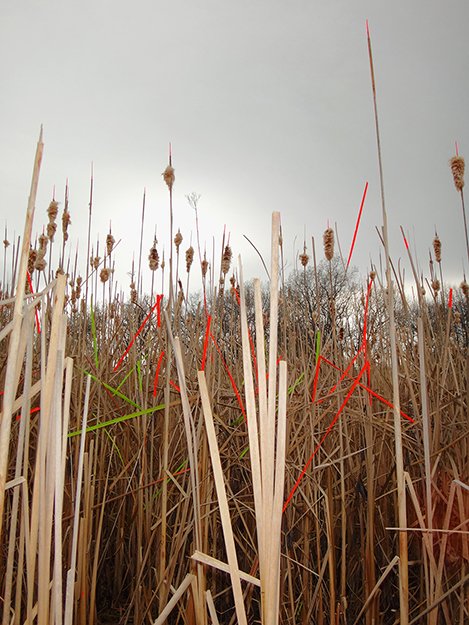  PRAIRIE III   
 Acrylic paint on cattails  
Archival photographic pigment print on cotton rag paper  
24" X 18"  
2014  
 