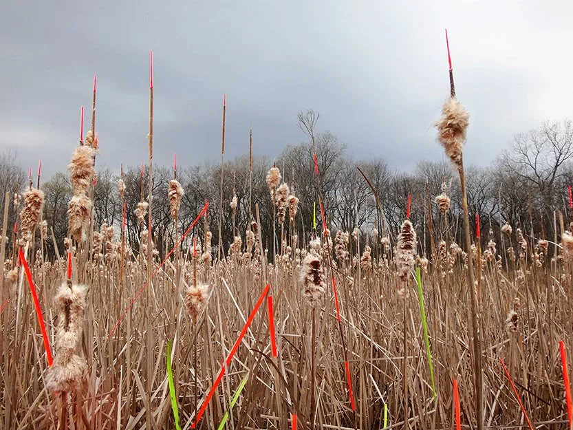  PRAIRIE I  
 Acrylic paint on cattails 
Archival photographic pigment print on cotton rag paper  
18" X 24"   
2014 
 