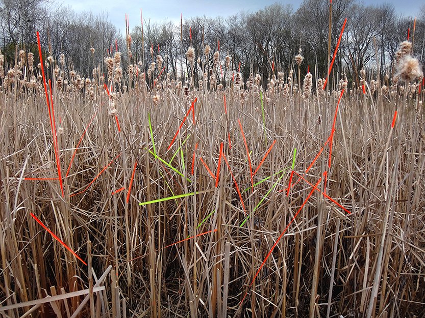  PRAIRIE II  
 Acrylic paint on cattails  
Archival photographic pigment print on cotton rag paper  
18" X 24"  
2014 
 