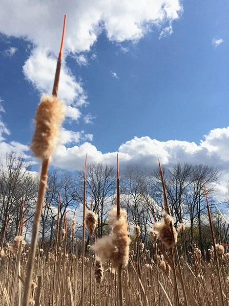  PRAIRIE XII   
 Acrylic paint on cattails  
Archival photographic pigment print on cotton rag paper  
24" X 18"  
2014   
 