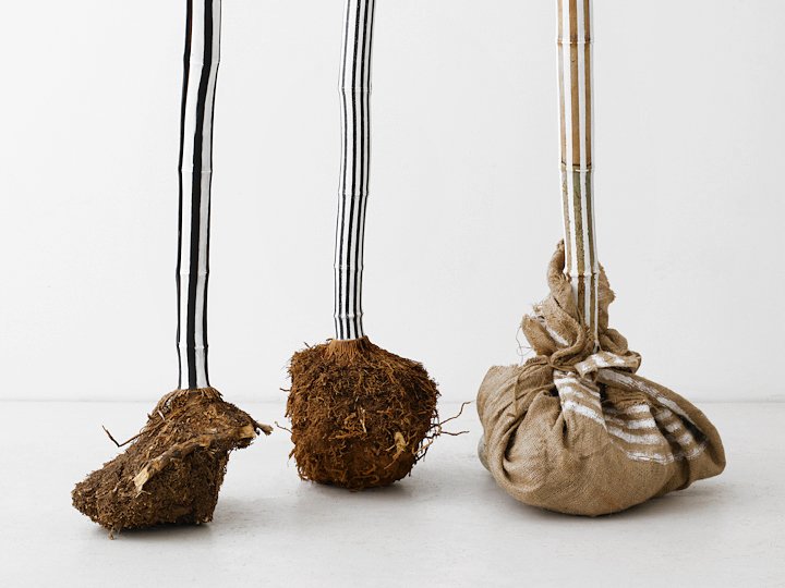  TRANSPLANTS,  detail 
Bamboo with roots attached, burlap, graphite, tape and paint 
5'6" X 2'6" X 2'6", arrangement variable 
2011 
 